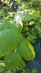 Tilia × europaea
