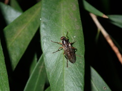 Chiromyzinae