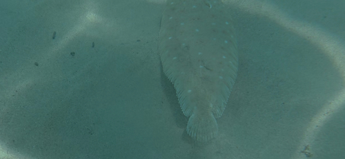 Cadenat's sole (Pegusa cadenati) — Soleidae — 4