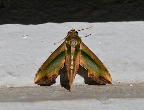 Green Pergesa Hawkmoth