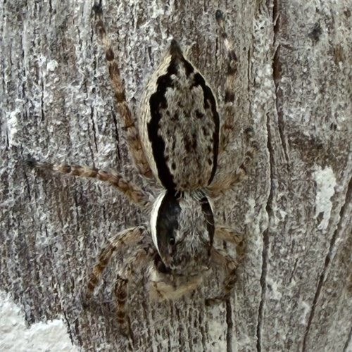 Gray Wall Jumping Spider