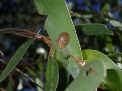 Paropsis lutea