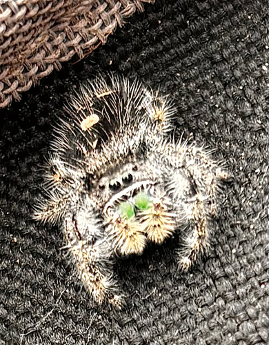 Bold Jumping Spider