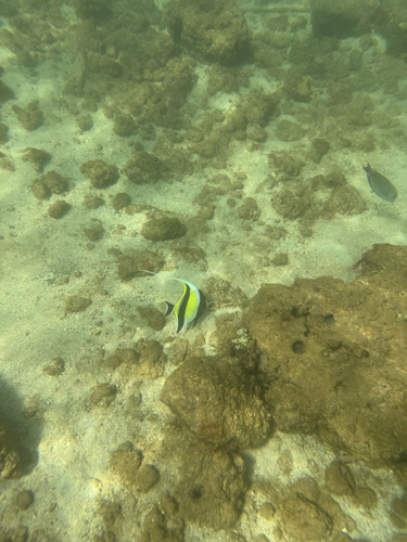 Moorish Idol