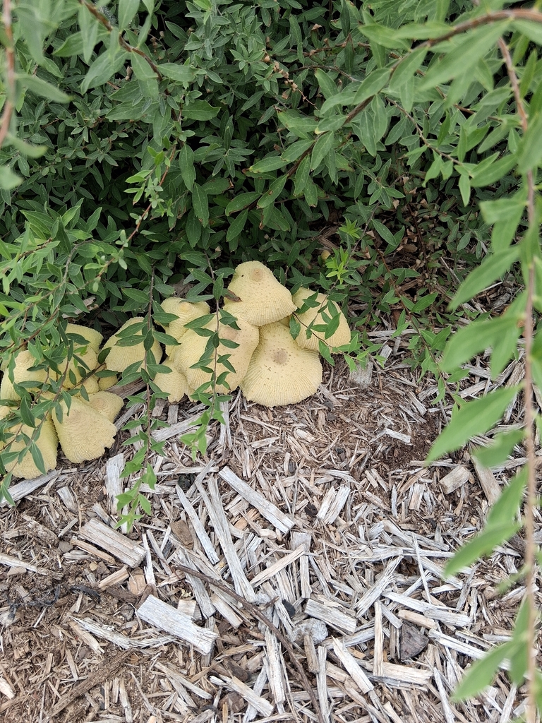 flowerpot parasol · June 2026 · photo: Photo: (c) Gordon C. Snelling, some rights reserved (CC BY) · iNaturalist