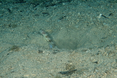 Steinhardt's Shrimpgoby photo 3