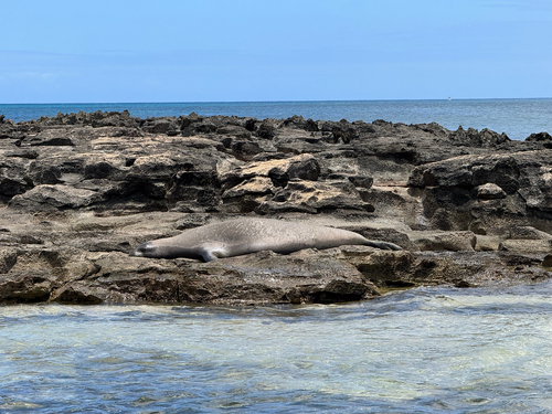 Hawaiian Monk Seal