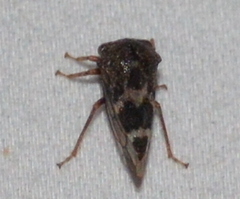 Smiliini