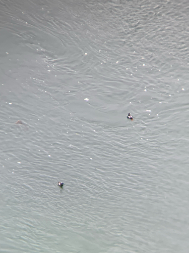 Pigeon Guillemot