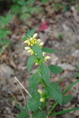 Lamium galeobdolon montanum