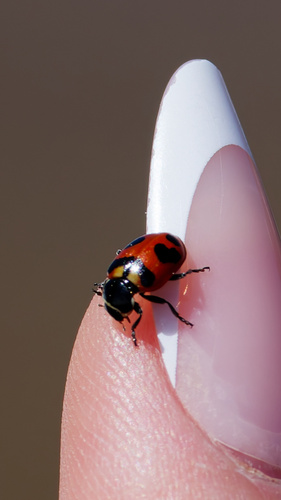 Oregon Lady Beetle photographed in Montana
