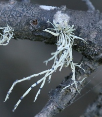 Niebla cephalota