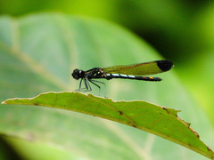 Chlorocyphidae