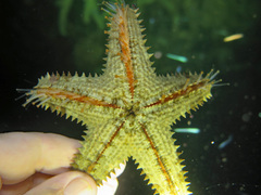 Asteropsis carinifera