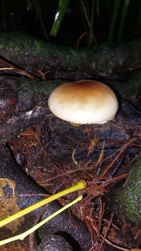Tawaka