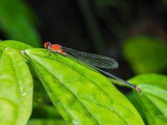 Pseudagrion ustum