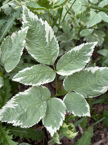 Goutweed