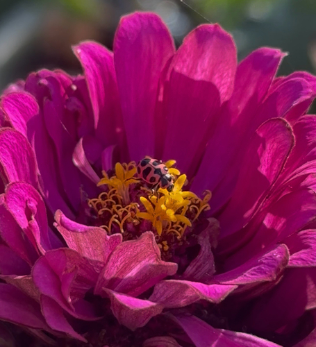 Spotted Pink Lady Beetle