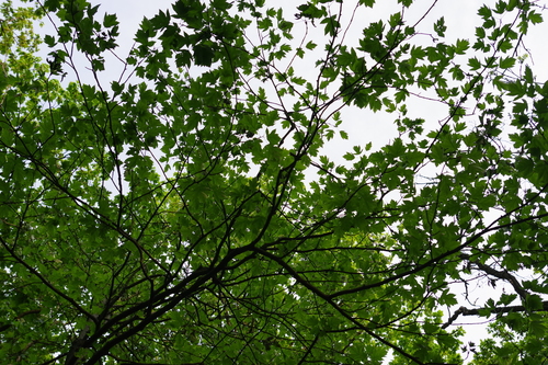 Wild Service-tree
