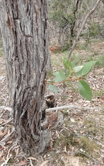Eucalyptus macrorhyncha