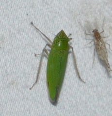 Draeculacephala inscripta