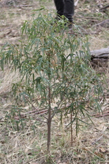 Brachychiton