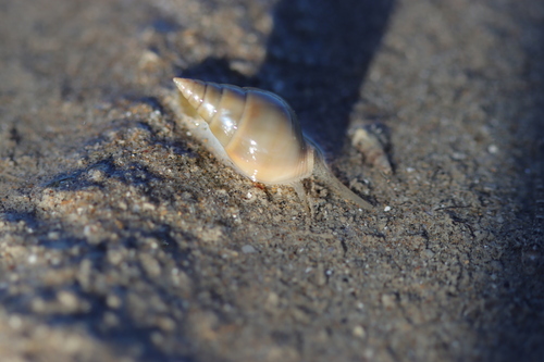 Nassarius dorsatus observed 2026-06-23