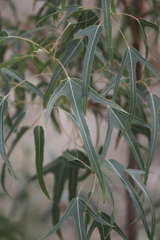 Brachychiton