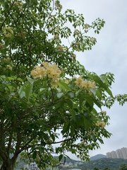 Crateva unilocularis
