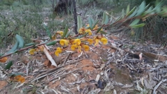 Grevillea chrysophaea