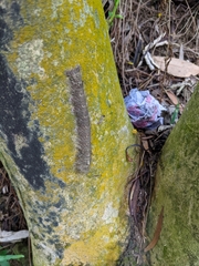 Lasiocampoidea