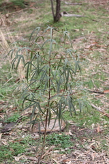 Brachychiton