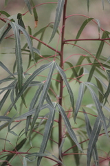 Brachychiton