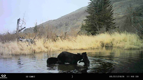 American Black Bear photographed in Alaska