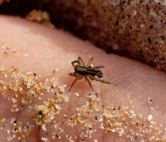 Artoriinae