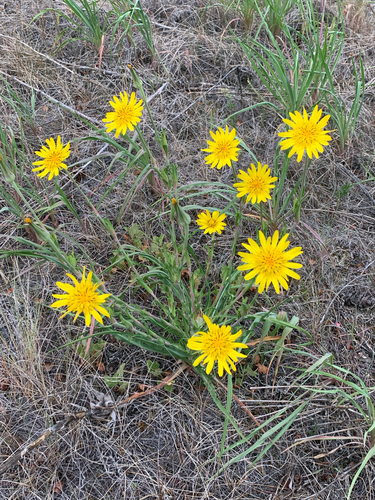 meadow salsify