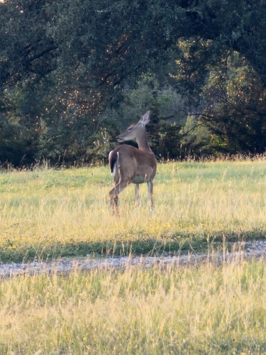 White-tailed Deer