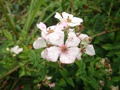 Rosa kwangtungensis
