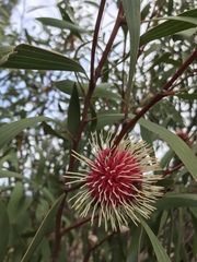 Hakea laurina