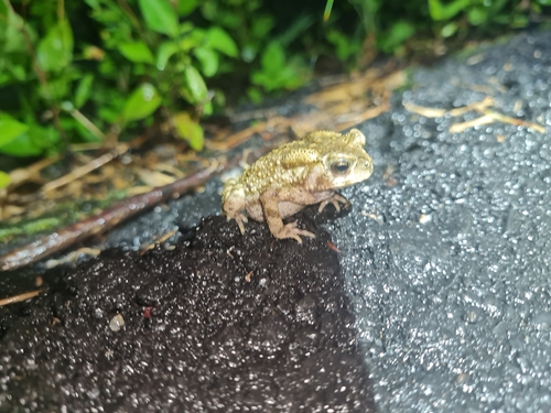 Asian Toad, Duttaphrynus melanostictus