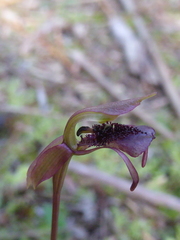 Chiloglottis curviclavia