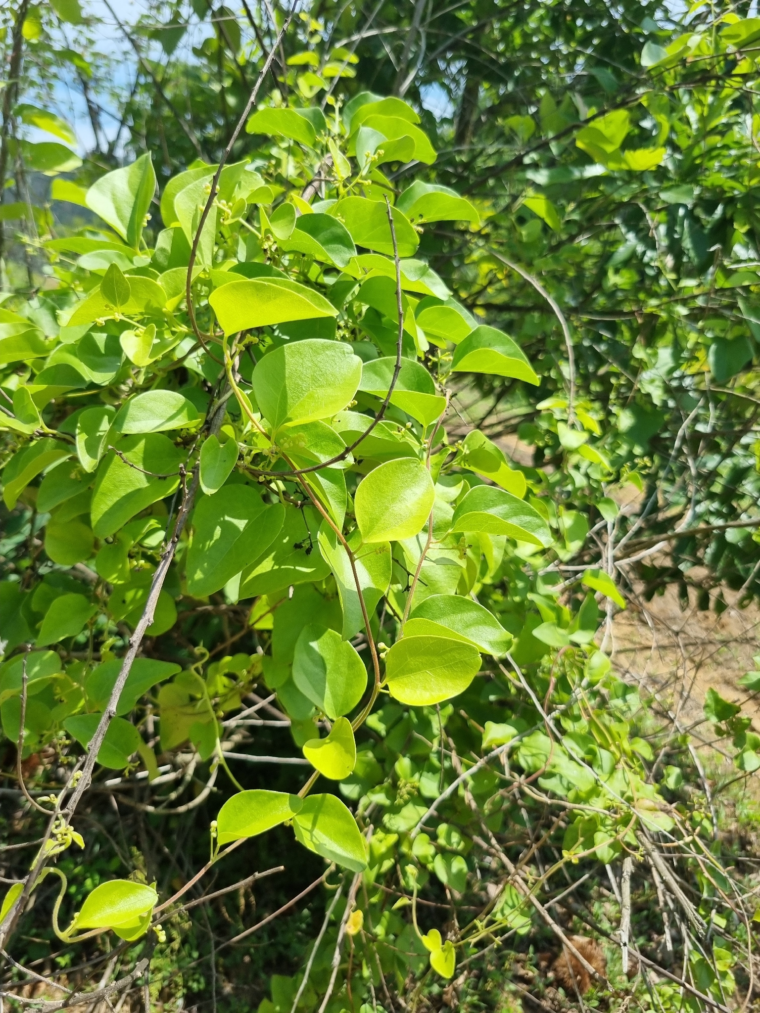 Imagem de marmelo-chinês