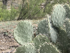 Opuntia discata