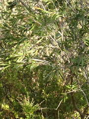 Melaleuca paludicola