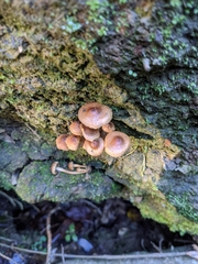 Pholiota subflammans