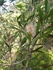 Melaleuca paludicola