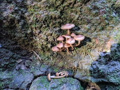 Pholiota subflammans