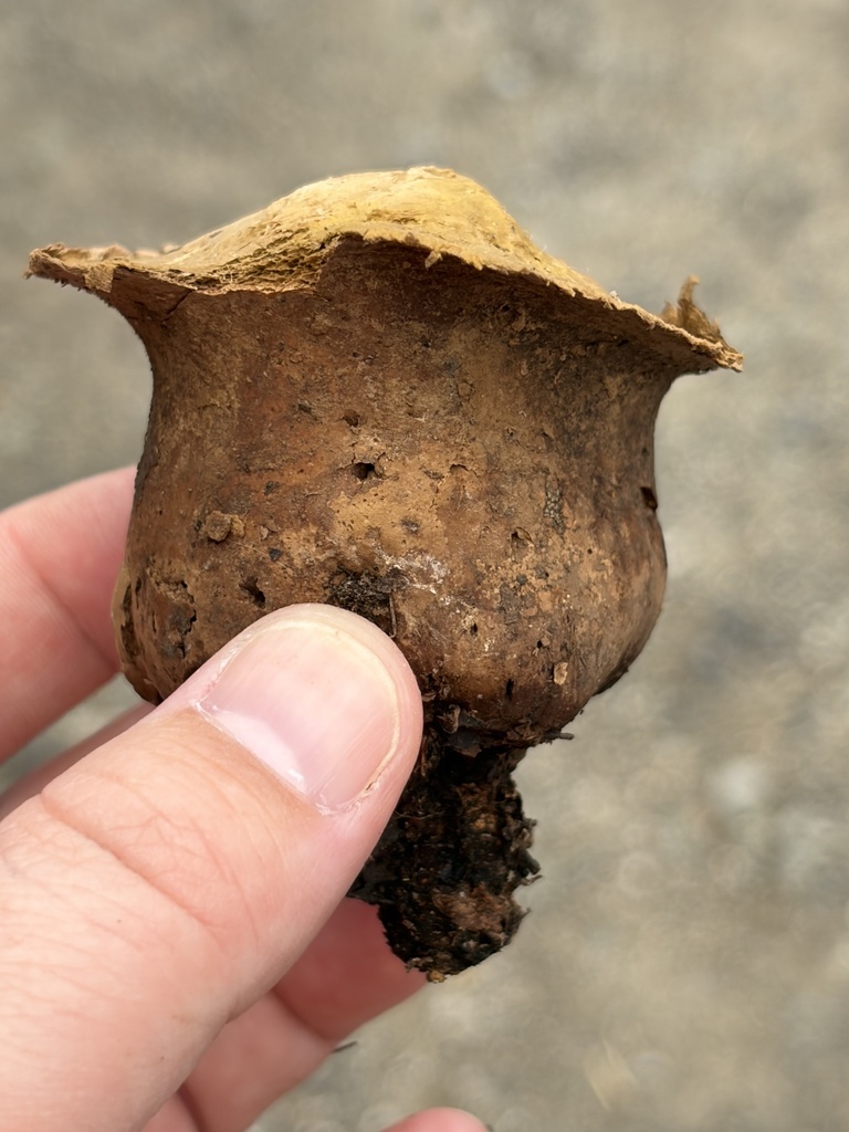 Brain puffball