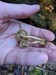 Pholiota subflammans