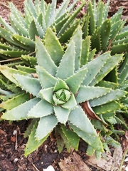 Aloe brevifolia